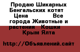 Продаю Шикарных Бенгальских котят › Цена ­ 17 000 - Все города Животные и растения » Кошки   . Крым,Ялта